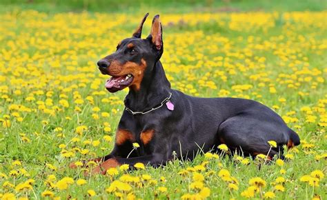 dallas doberman breeders